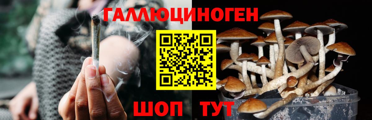 Галлюциногенные грибы Psilocybe Конаково